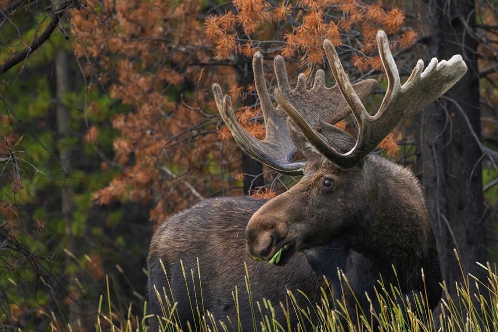 Shiras bull moose-foraging